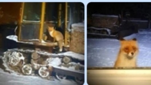 Кеша осваивает трактор. Спустя год лис вновь появился в селе Спасском