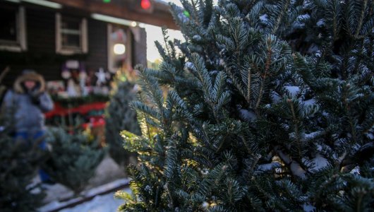 Уже 20 декабря откроются ёлочные базары. Список адресов в Кирове