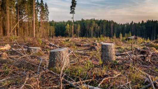 Чёрные лесорубы украли кировского леса на миллион рублей. Каким будет наказание?