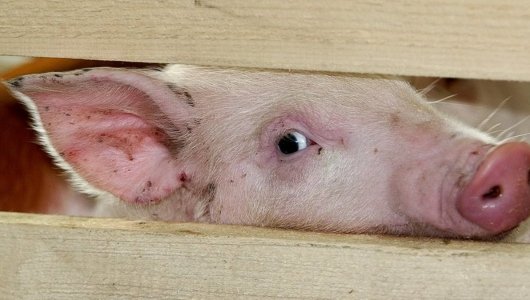 В Кировской области уничтожили 149 свиней из-за АЧС