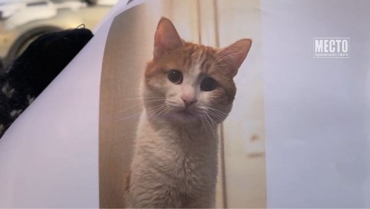 РЖД проводят расследование после истории с котом Твиксом