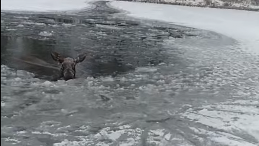 Видео: как кировчане спасли лося от гибели. Животное тонуло в озере