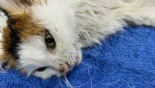 Кировские ветеринары спасли кошку, которая проглотила куриную кость
