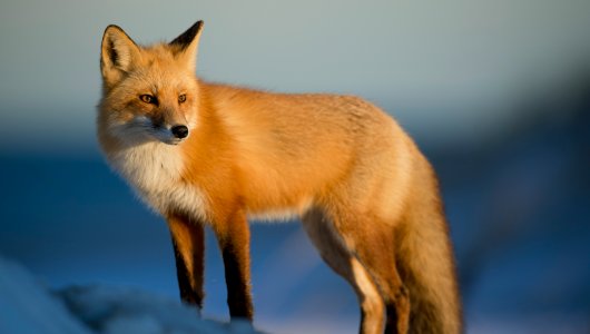 В Кировской области у лисицы обнаружили бешенство. Как определить наличие заболевания?