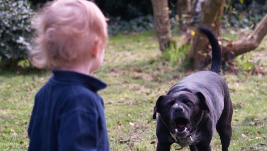 Собака напала на 3-летнюю девочку. Хозяина пса осудили. Сумма штрафа и подробности происшествия.