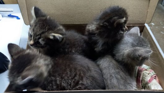 Продолжение истории со спасёнными на кировской остановке котятами. Пушистики осваиваются дома у полицейских