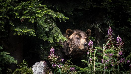 Охота на медведя открывается в Кировской области. Сроки и разрешённое количество добычи