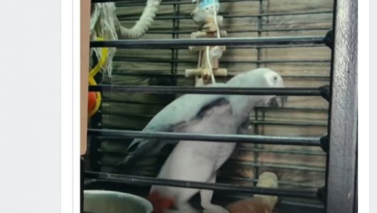 Чепецкий попугай покорил солистку REFLEX. Видео, которое репостят российские звёзды.