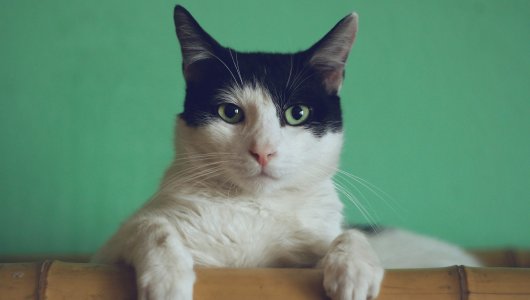 Паранормальные способности и кошачья “подпись”. 15 фактов о кошках в день усатых пушистиков