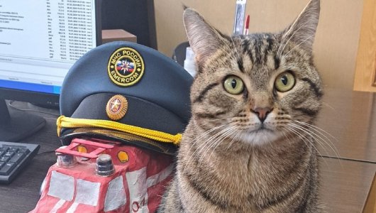 Кот на страже безопасности. В Котельниче пожарные приняли на работу пушистого сотрудника