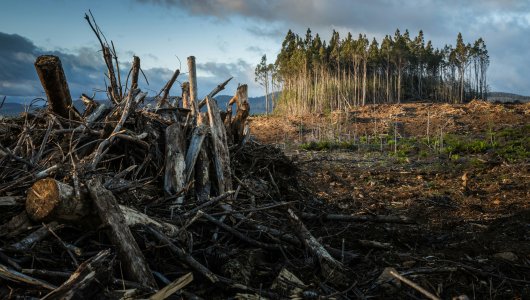 21 уголовное дело возбуждено на бизнесмена из области, который незаконно рубил лес
