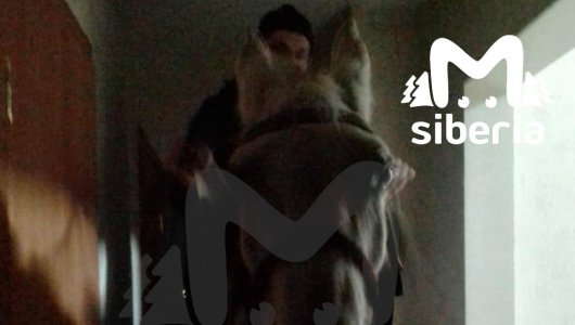 Россиянин подарил жене коня на 8 марта и привел его в квартиру. Видео