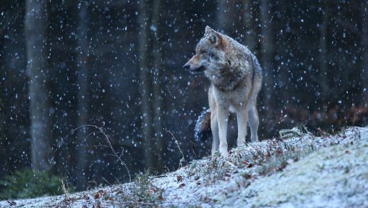 Кировским охотникам вновь предлагают выплаты за волков