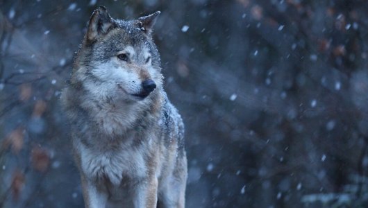 Спасли от волков. В Лузском районе охотники добыли 12 волков с начала года 