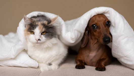 Кировским кошкам и собакам сделают прививки. Когда ждать ветеринара?