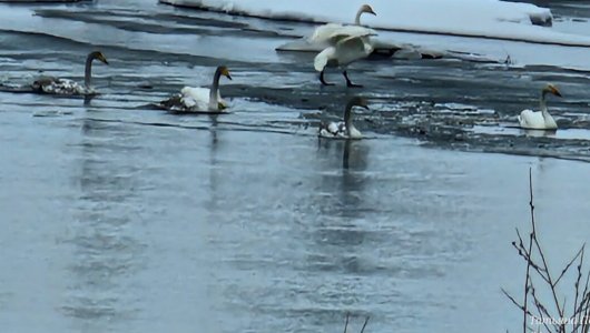 Лебеди раньше срока прилетели в Кировскую область
