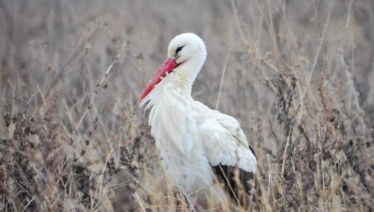 Впервые за 28 лет в Кировскую область прилетели белые аисты. Где заметили краснокнижных птиц?