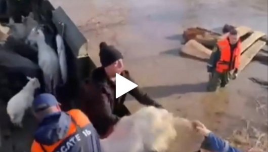 Кировчане в Оренбуржье спасли ферму коз, поросят и собак.