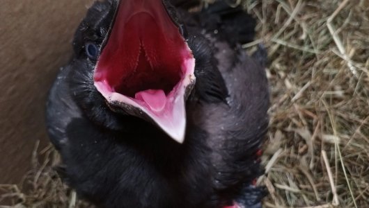 Чёрный коршун с переломанным крылом, голубята и воронята, выпавшие из гнёзд. Истории спасения кировских птиц за неделю 