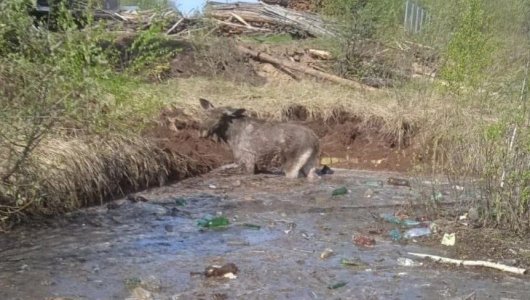 16 кировчан спасали лосиху из болота