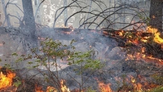 В Кировской области зафиксирован лесной пожар