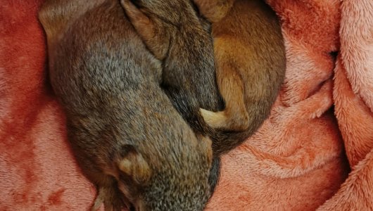 5 зайчат и 5 бельчат попали в кировский Центр реабилитации животных