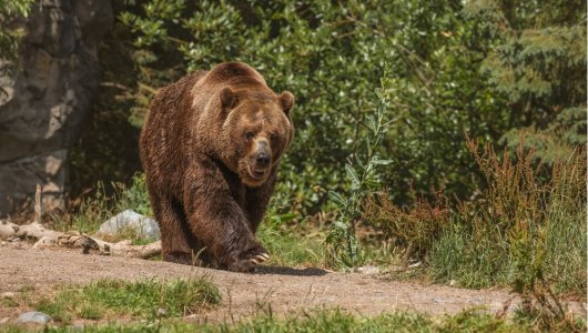 Опубликованы квоты на добычу медведя и лося в Кировской области