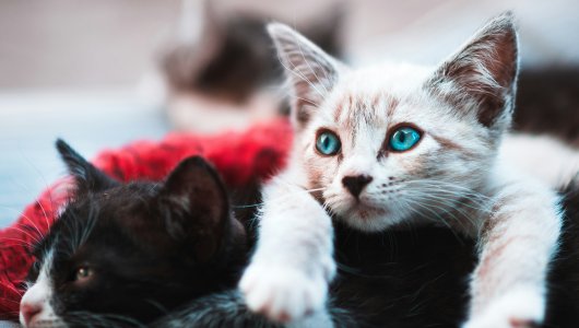  В одном из российских городов женщина приютила у себя 50 кошек