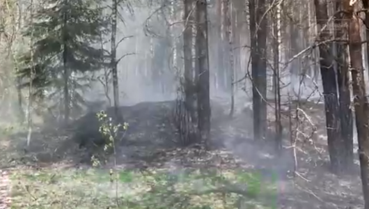 Туристы сожгли лес 