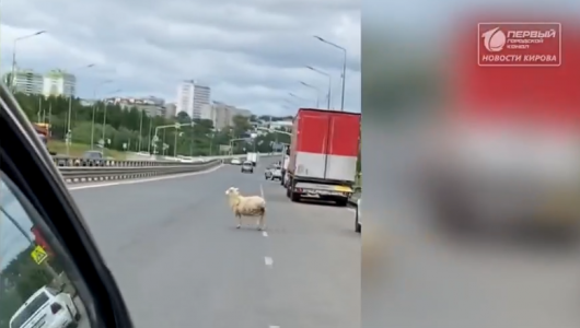 Овца несколько дней бегает по городу
