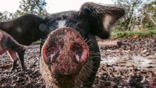 Свиней, зараженных африканской чумой, выявили в Кировской области