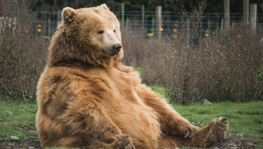 Юрист решил оспорить правила охоты на бурого медведя и вот, что из этого вышло