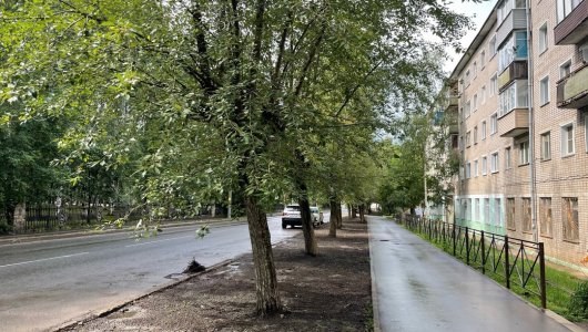 Будет парковка: в Кирове вырубят 10 здоровых тополей