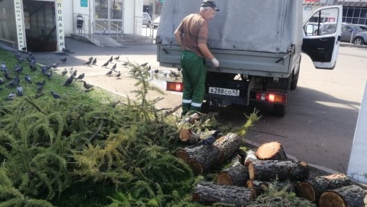 Мэрия: спиленная у площади Невского лиственница была аварийной