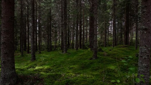 Кировчанку вынесли из леса на руках: она провела в чаще двое суток