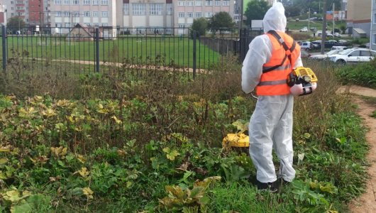 В Кирове косят борщевик - он растёт даже рядом со школами