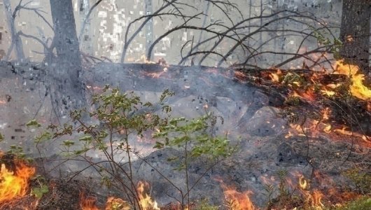 С начала года в Кировской области произошло 62 лесных пожара