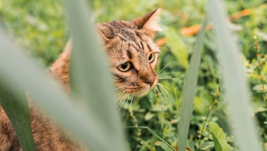 В Малмыжском районе объявлен карантин из-за бешеной кошки