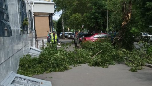 Мэрия: в Кирове необходимо убрать 10 тысяч аварийных деревьев