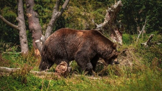 В Омутнинском районе медведь вышел к жилым домам