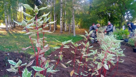 В Александровском саду появится живая изгородь