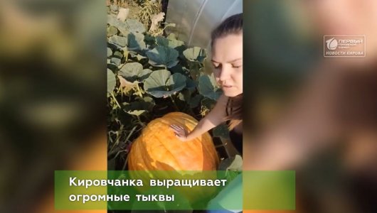 Кировчанка выращивает гигантские тыквы