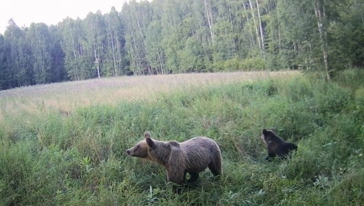 В Кильмезском районе найдены останки молодой медведицы с медвежатами