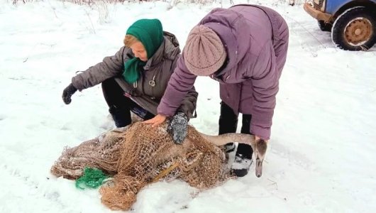 Кировчане спасли раненого лебедя, оказавшегося в ледяной ловушке