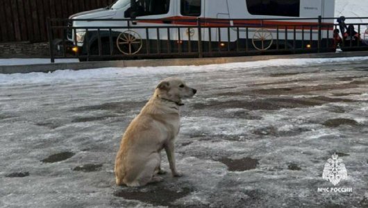 Российский Хатико: собака не могла поверить в смерть хозяина и ждала его на берегу реки