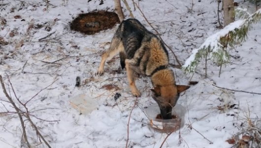 В Слободском районе беременная собака, привязанная к дереву, умирала от холода и голода