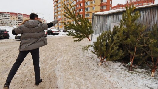 В Кирове установлены бункеры для сбора новогодних ёлок. Адреса