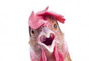 Куриные яйца из России - самые дешёвые в мире, - заявил Птицесоюз