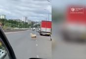 Овца несколько дней бегает по городу