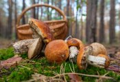  Лето-2024 будет богато на грибы, анонсировал Рослесинфорг